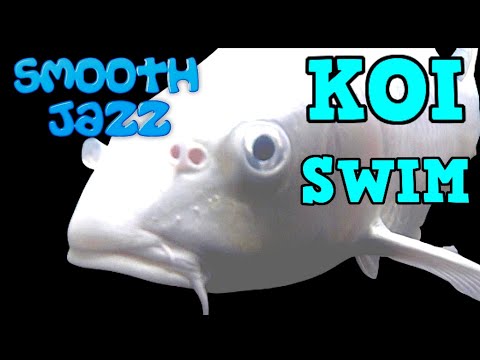 KOI SWIM Ep20  [ Smooth Jazz ]   RELAX GROOVE !! KOI SWIM Ep20  [ Smooth Jazz ]   RELAX GROOVE !! is a great transition from the tensions of day the 
