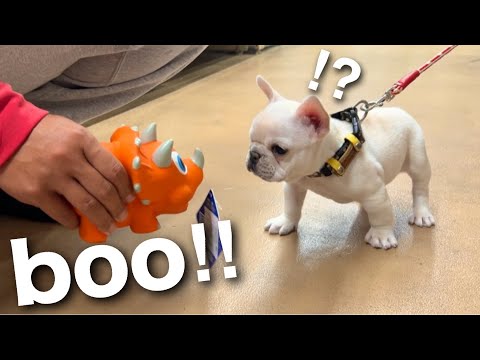 初めてのお出かけで大ピンチ！？ペットショップで怪獣と戦う子犬が面白すぎたw