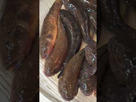 Snakehead Fish/Benjie Gonzales tv