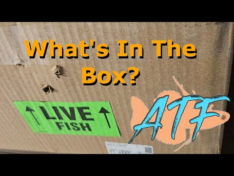 You've Got Mail!  New Fish Unboxing! You've Got Mail!  New Fish Unboxing!

I got some new fish in the mail after winning an auction on Aq