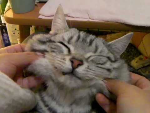 フェイスマッサージFace Massage　American Shorthair