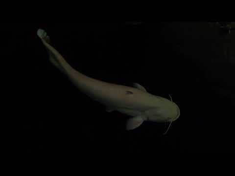 Evidence of the Wels catfish push back to the Indi Our website_  https_//fish-story.com/

You can connect with us on Monster Fish Keepers forum (screen