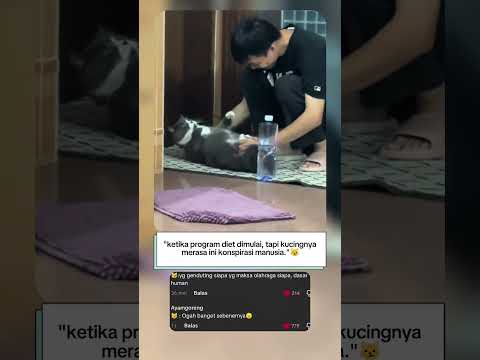 "kucing ini di suruh olahraga, tapi reaksinya bikin ngakak!" 😂