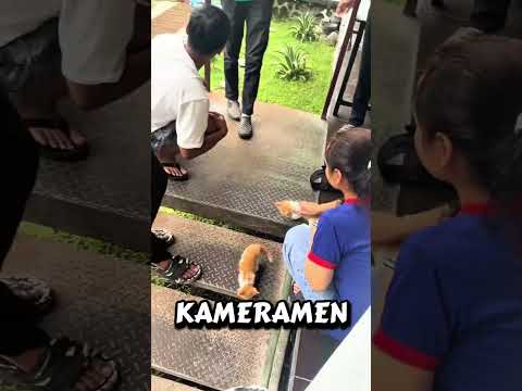 sedih anak kucing hitam yang di perlakukan secara tidak adil ! #short#shortfeed#feed#shorts#kucing