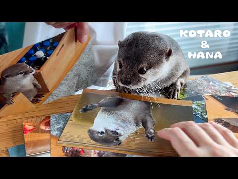 カワウソに自分だらけの写真集を見せたらこうなった Otters Brutally Judge Pictures of Themselves