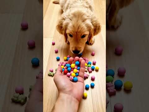 Morning Puppy ASMR – Gentle Start to the Day #dog #asmr #reverse