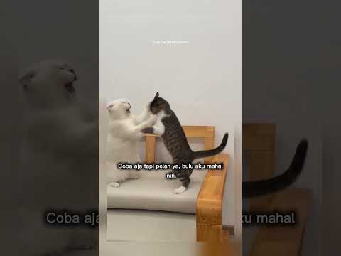 kucing ini saling pukul manja #shorts #short