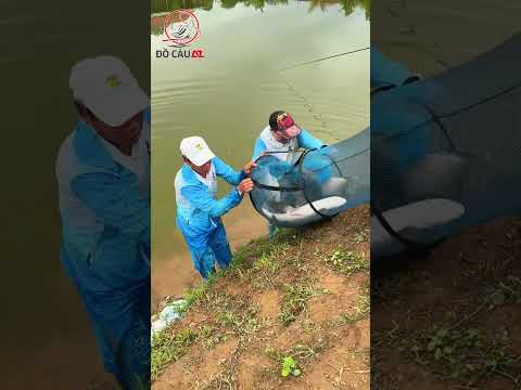 Báo cá mồi câu chép khôn 1-2 Phú Thành