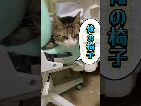 猫の動画サムネイル - 球太と三男の奪い合い#cats #shorts #swolol#球太