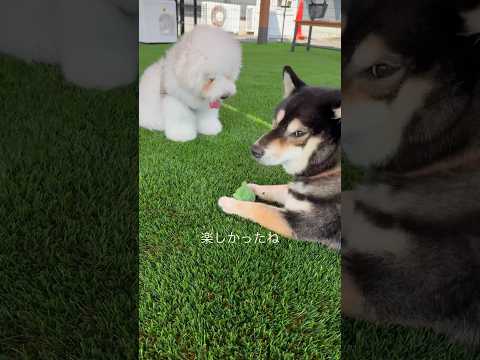 愛犬と一緒に訪れる伊勢志摩の素敵なカフェ・レストラン案内 サムネイル