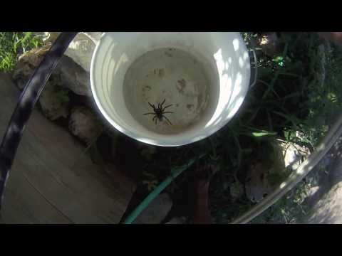 Save Texas Tarantula spider! DON'T KILL!! - UCTs-d2DgyuJVRICivxe2Ktg