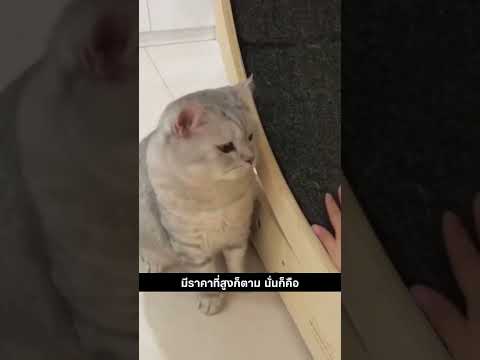 ขนาดแมวยังไม่อยากผอม #สัตว์โลกน่ารัก