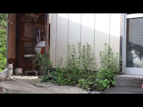 猫の動画サムネイル - 野良猫とさばじろうところころちょび　250804