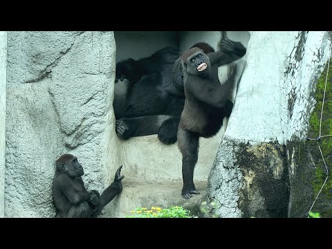 犬の動画サムネイル - Gorilla Jabali had great time with funny Tayari|Ringo,D'jeeco金剛猩猩Jabali和媽咪Tayari玩得好開心,拍胸,和Ringo玩