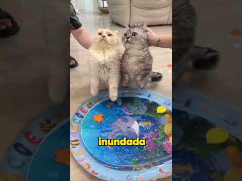 Do you think cats can swim?#animals #cat #pets #cute #shorts