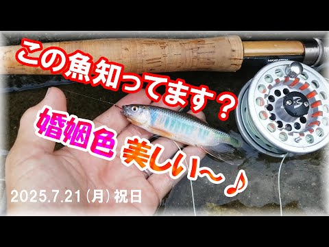 【夏休み・オイカワ・フライフィッシング】ヤバい！婚姻色のオスが沢山釣れちゃった！大和川の支流石川の玉手橋上流にて前回の木津川の不調を取り返すオイカワ24匹！MAXCATCH・大阪釣り・リバーピーク