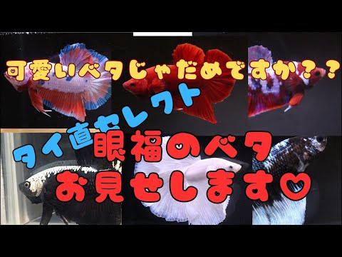 タイ直セレクト個体紹介ライブ!可愛いベタじゃダメですか??
