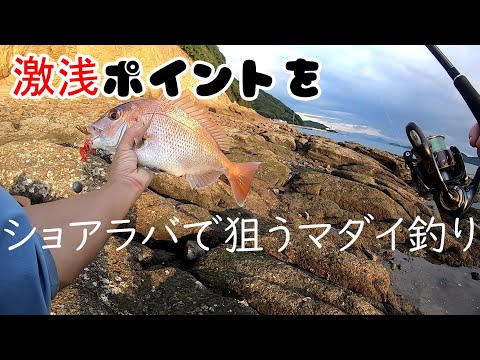 一投目から喰いつく 高活性の浅場マダイをショアラバで狙ってみた!@釣りに行こうか