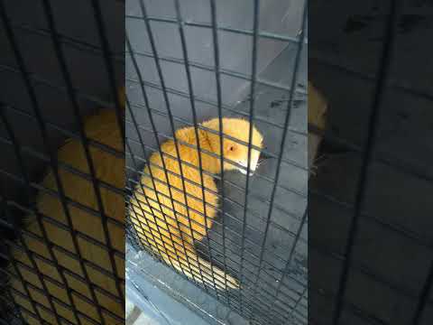 Cute looking Ferret #animals #ferret #wildlife #pets