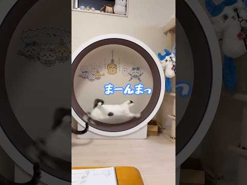 猫の動画サムネイル - キャットホイールで爆走するチロモモ兄妹！！ #shorts