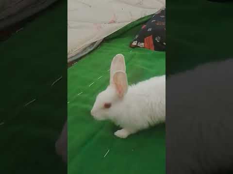 खरगोश वाला गाना लाइक कर ☺️☺️