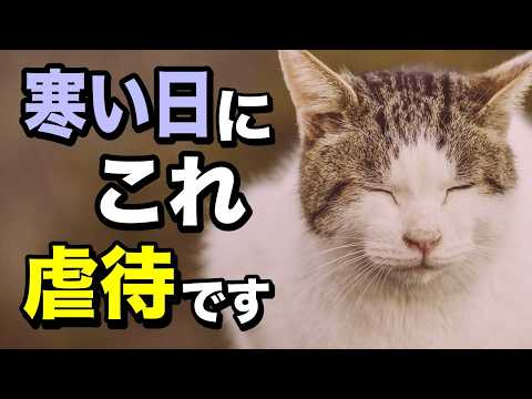 【危険】猫が寒くて辛い時の仕草を獣医師が解説します