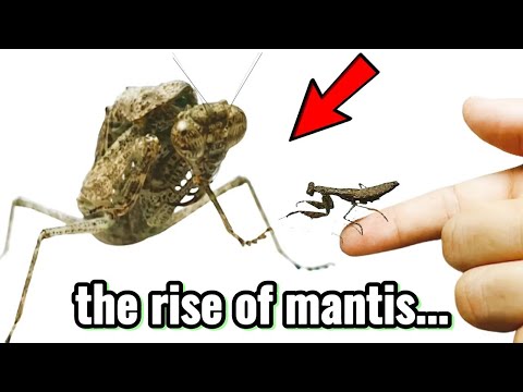 I Pet Different Kinds of Praying Mantises! The most stunning mantises in the world