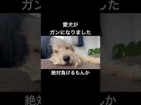 【愛犬がガンになった】絶対に負けるもんか