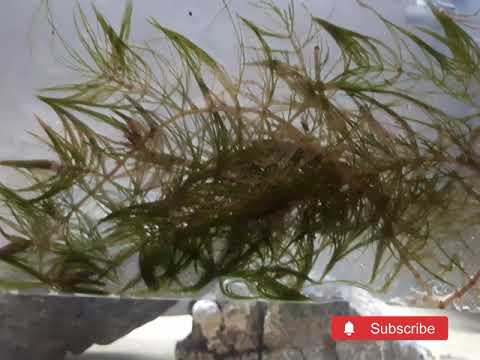 UNBOXING LIVE HORNWORT PLANT, Ceratophyllum demers THANKS FOR WATCHING!!!

HIT THAT LIKE AND SUBSCRIBE BUTTON AND SHARE YOUR COMMENTS !!!

ALWAYS LOVE 
