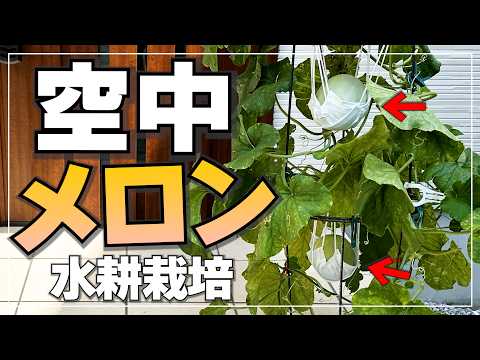 プリンスメロンを“浮かせて”育てたら想像以上だった