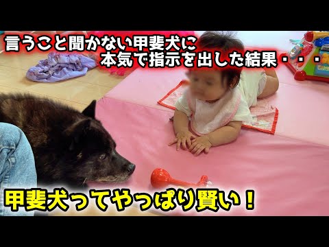 【賢い甲斐犬の本気】ちゃんと指示を出すと、とことん忠犬になります