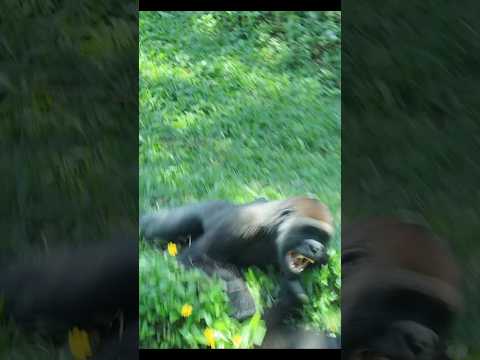gorilla fun playing 🤣 #gorillatag #love #gorillatag #金剛猩猩 #台北市立動物園 #shorts サムネイル