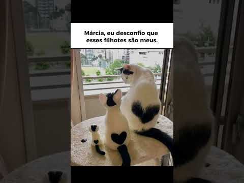 Essa gatinha tá desconfiada que esses filhotes é dela, mais não tem provas o suficiente