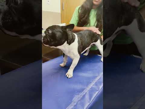 Frenchies need ALL the care 🥰#shorts #frenchbulldog #critterchiropractic