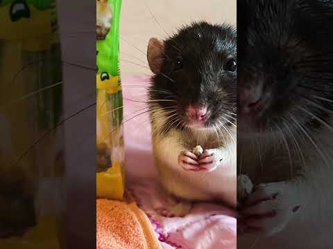 Воспоминания. Емелька и Татошка. #крысы #rats #cute