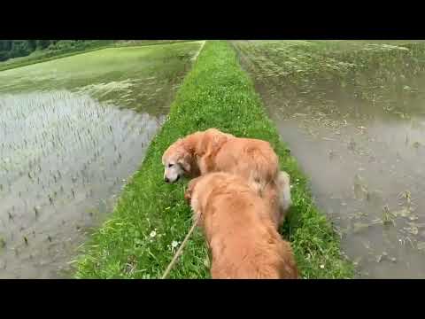 犬の動画サムネイル - 6月7日は＋１頭－１頭＝ゼロ？