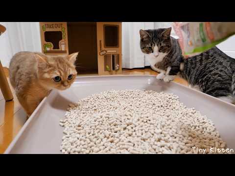Cute cat carefully checking the new toilet...