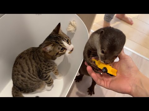 子供のトイレ成功に大喜びする?カワウソ猫たち Overjoyed at my child's toilet success? Otter cats
