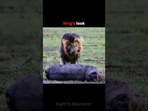 Mysterious death of SCAR FACE lion 🦁😱#shorts#factsscarfacelion