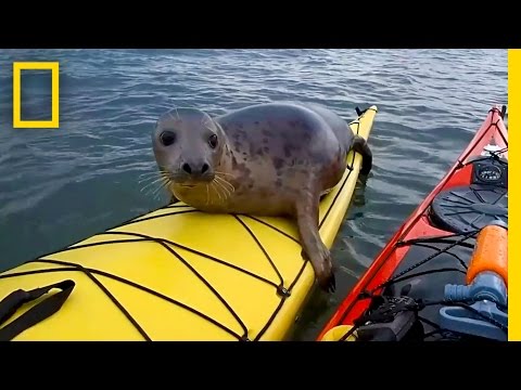 Adorable Seal Catches a Ride on a Kayak | National Geographic - UCpVm7bg6pXKo1Pr6k5kxG9A