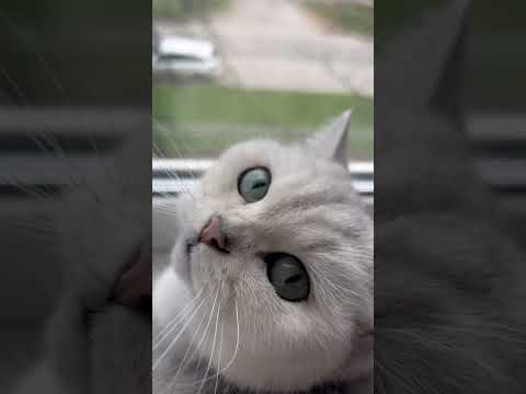 Я не толстая 🐈 #рекомендации #cat #shorts #кот #собака #животные