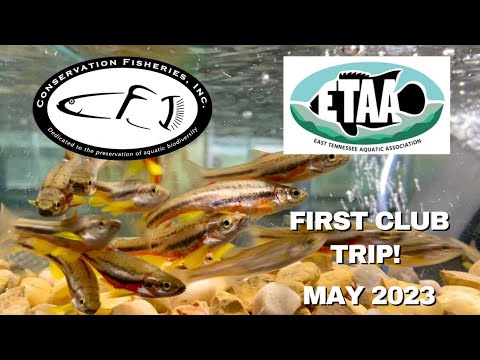 ETAA Meeting at Conservation Fisheries | Knoxville Join us as we take you on an exciting journey to the East Tennessee Aquatics Association (ETAA) meet