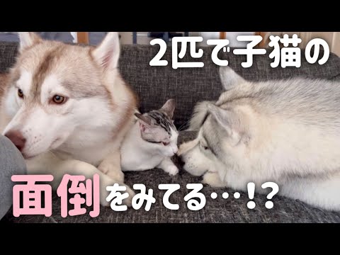 【２匹で子猫の面倒をみてる…？！】子猫を我が子のように可愛がるハスキー姉妹