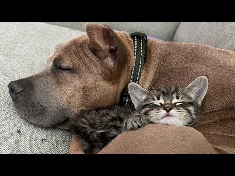 Bully Babe’s  Oso Spicy of Chucktown Bulliez