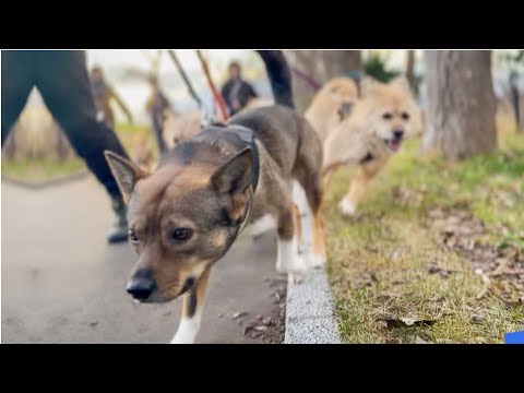 子犬の飼い主募集中です！！