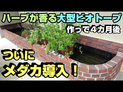 メダカの大型ビオトープ　メダカ導入　＆【お知らせ】