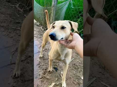 #puppy #doglover #cute #animals #funny #doglove #dog #barking #love #shortvideo #top #pets #cat