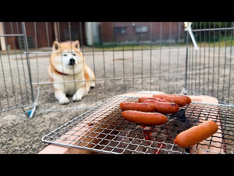 熱意のあまりウィンナー焼き場を立入禁止にされるも、柵の向こうから職人の目で焼き加減を見極める柴犬
