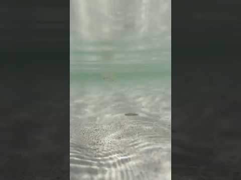 #jellyfish #dubai #beach