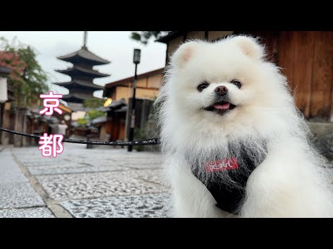 【家族旅行】愛犬と夏の京都一泊二日旅